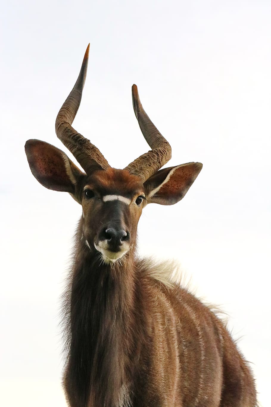 HD desktop wallpaper: Animal, Africa, Horns, Antelope, Zimbabwe, Hwange  National Park, Waterbuck download free picture #1035676