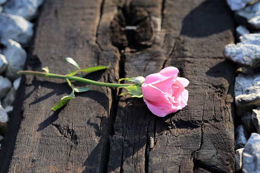 pink rose on railway, stop youth suicide, loving memory, lost love, HD wallpaper