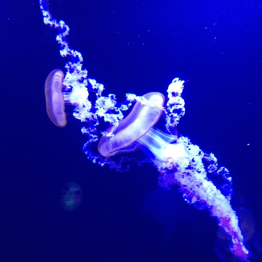 china, qingdao, underwater, sea, jellyfish, animal wildlife HD wallpaper
