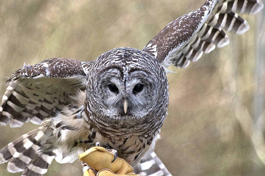 gray and white ow, animal themes, animal wildlife, bird, animals in the wild HD wallpaper