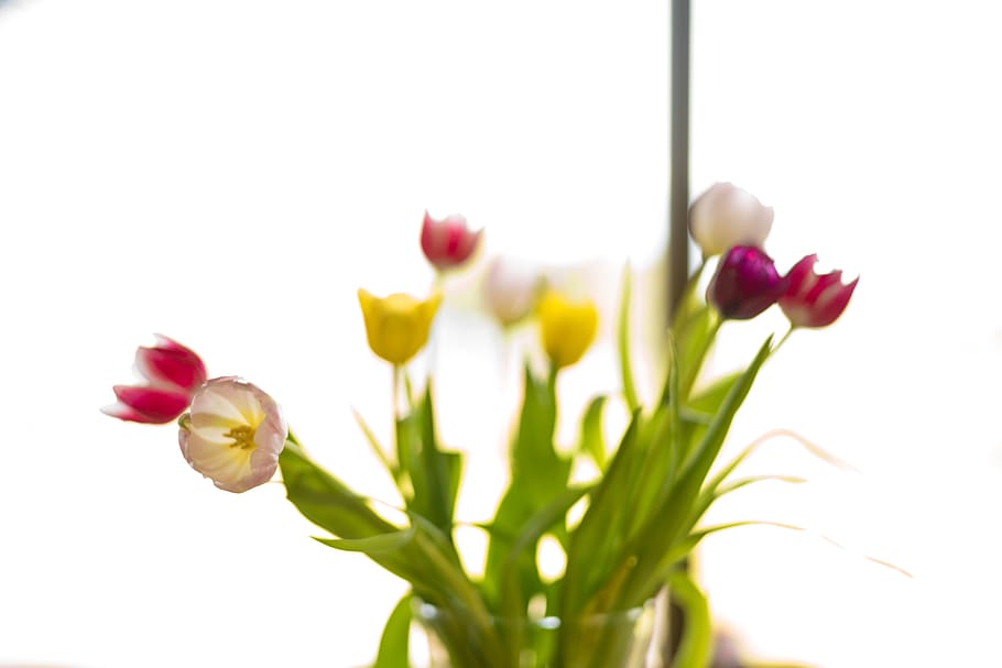 whitebackground, clean, nature, purple, yellow, green, abstract HD wallpaper