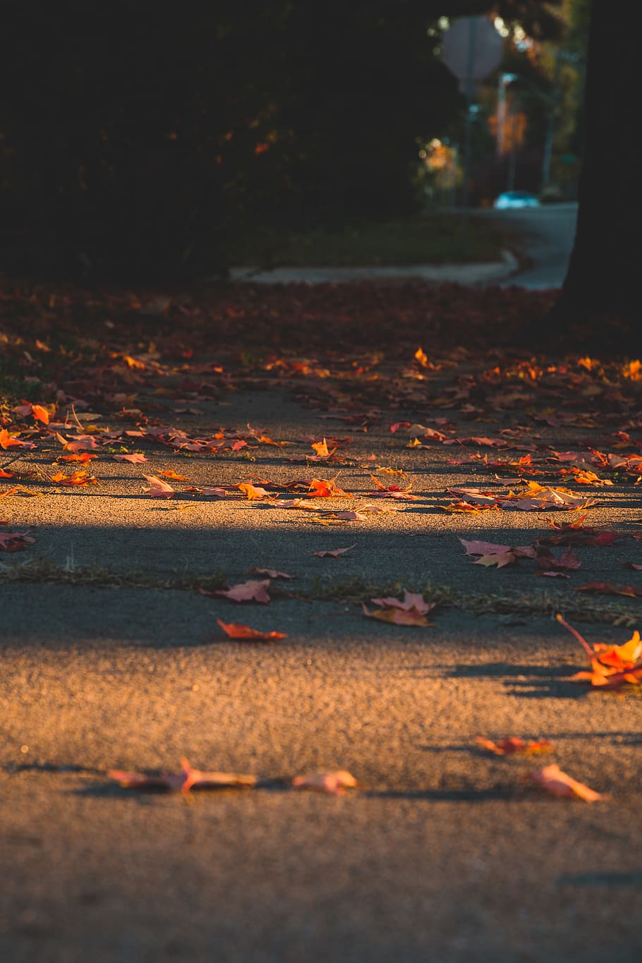 leaf, plant, tree, nature, maple, mountain, outdoors, road HD wallpaper