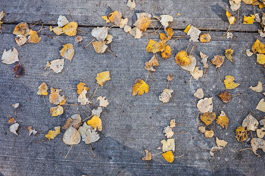 leaf, leaves, yellow, autumn, fall, falling, orange, red, sidewalk HD wallpaper
