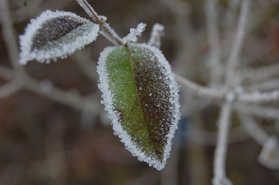 leaf, green, gel, winter, cold, nature, tree, snow, cold temperature HD wallpaper