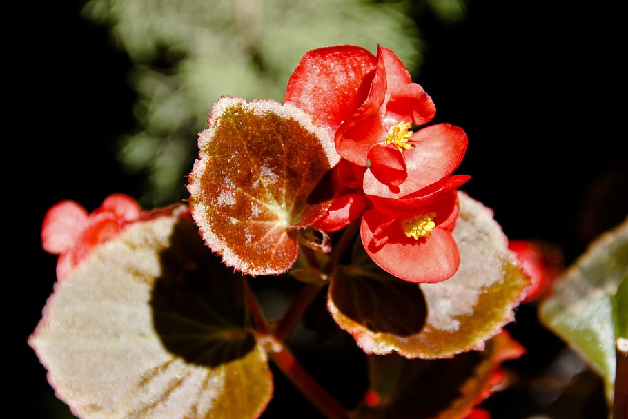red, flower, macro, bloom, garden, petals, nature, flowers HD wallpaper