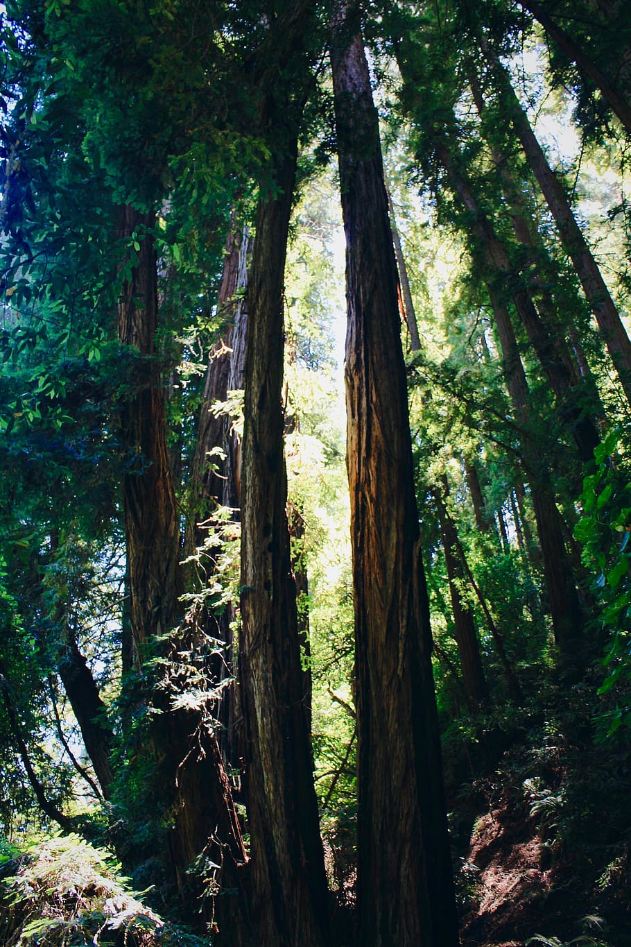 nature, forest, trees, plant, trunk, tree trunk, land, growth HD wallpaper