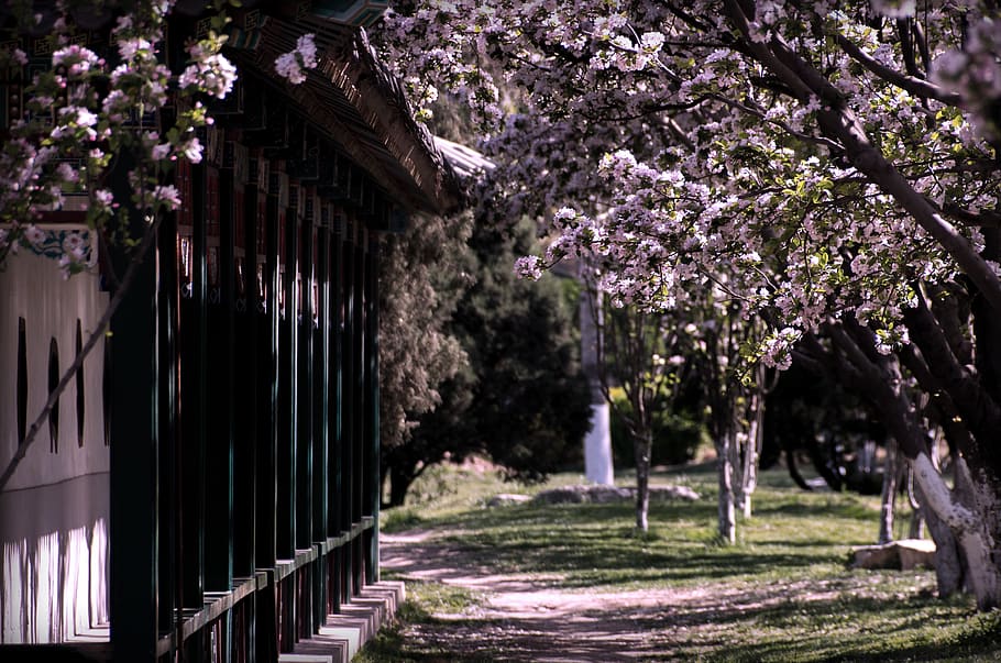 china, park, plant, flower, flowering plant, tree, growth, architecture HD wallpaper