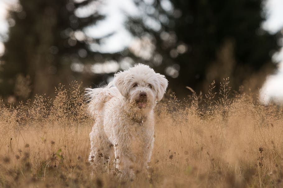 dog, grass, field, white, animal, german longhaired pointer HD wallpaper