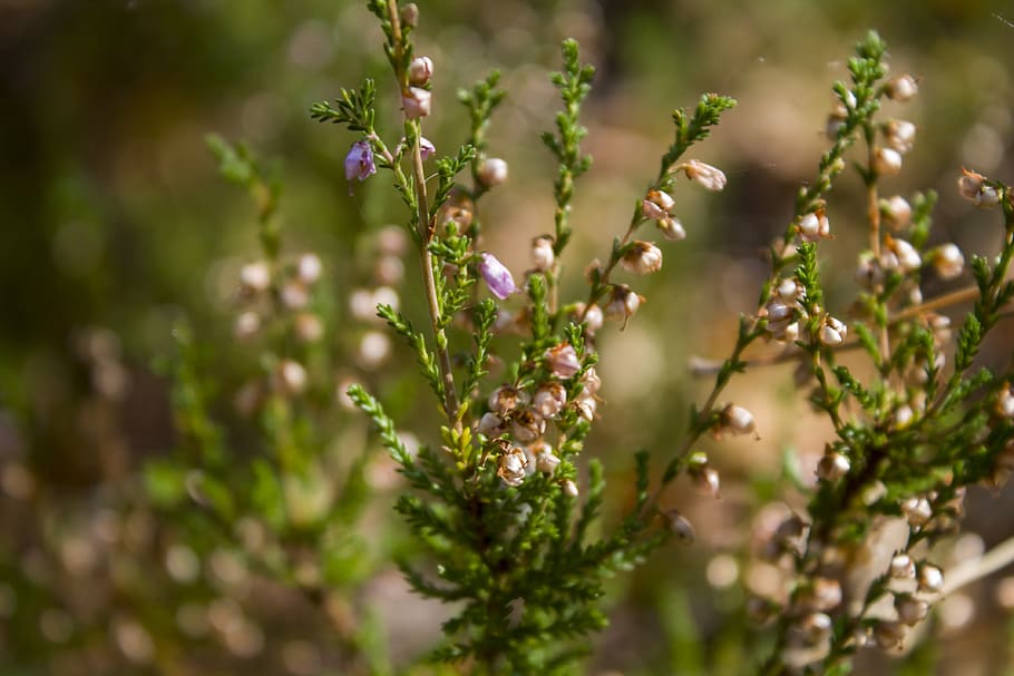 heather, macro, grass, forest, growth, plant, beauty in nature HD wallpaper