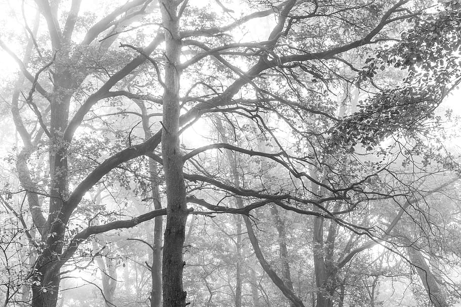 tree, plant, tranquility, branch, no people, day, nature, low angle view HD wallpaper