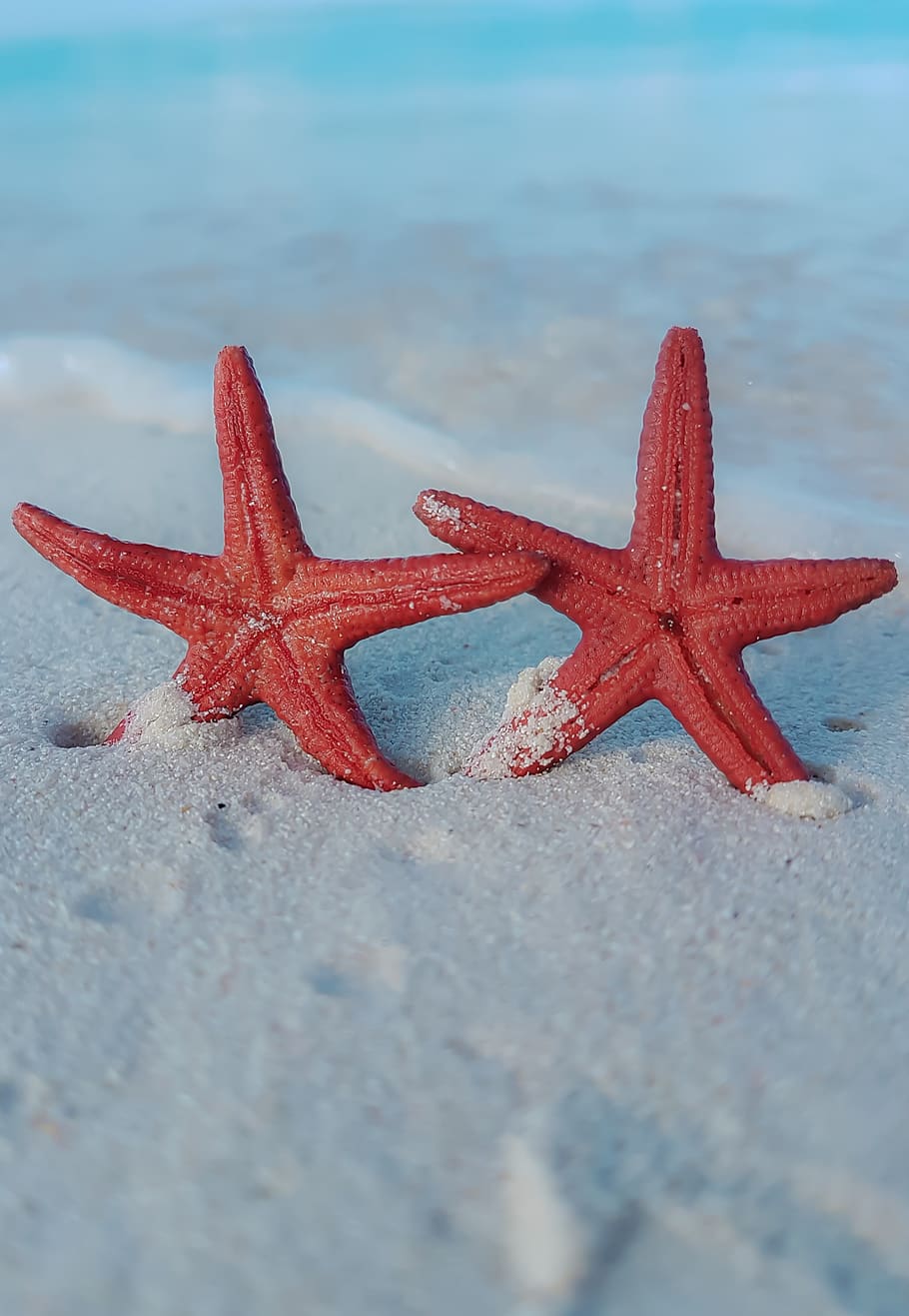 starfish, star shape, sea life, beach, red, marine, no people