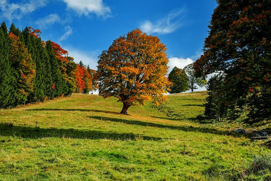 tree, autumn, forest, landscape, idyllic, mood, nature, plant HD wallpaper