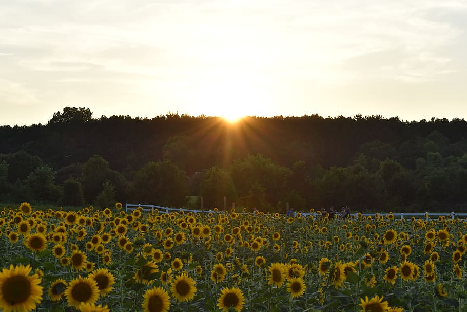 sunflower, sunflowers, tree, trees, nature, forest, sunset HD wallpaper