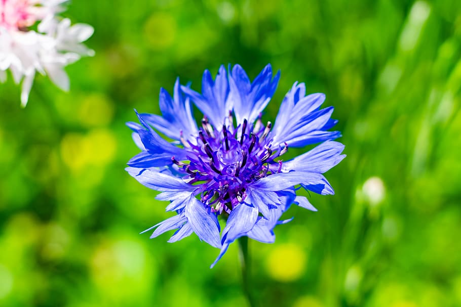 flower, nature, macro, blossom, plant, summer, spring, bloom HD wallpaper