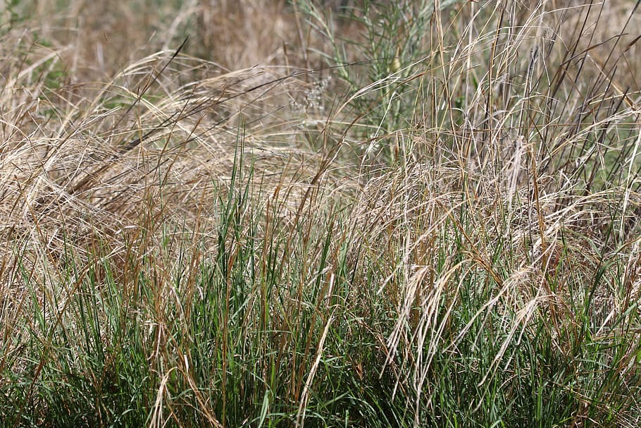 Focus Photography of Green Grass Field, background, close -up HD wallpaper