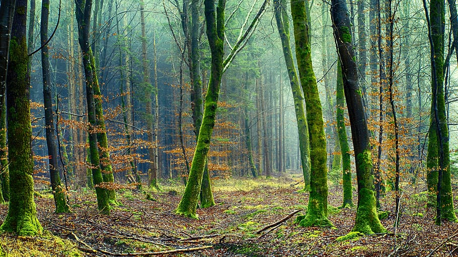 Mossy Woods, environment, forest, trees, land, plant, woodland HD wallpaper