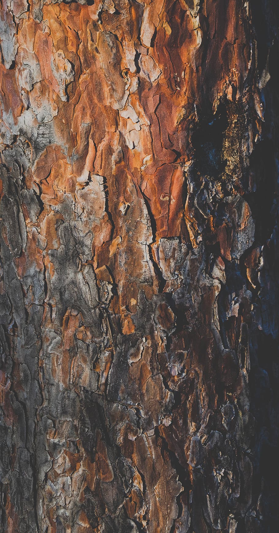 tree trunk, full frame, backgrounds, pattern, textured, no people HD wallpaper