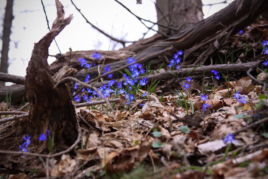 plant, land, selective focus, tree, nature, no people, day HD wallpaper