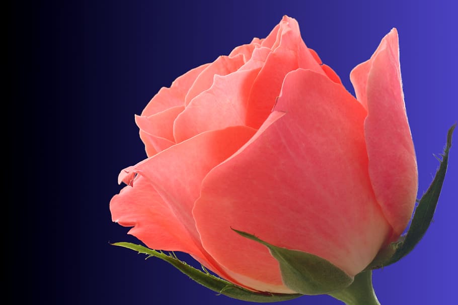 rose, plant, flower, nature, garden, rose bloom, romantic, beauty HD wallpaper
