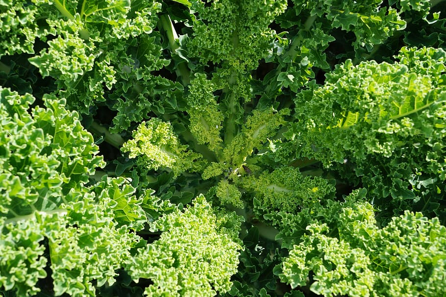 kale, healthy, vegetables, food, eat, kohl, green, nutrition, HD wallpaper