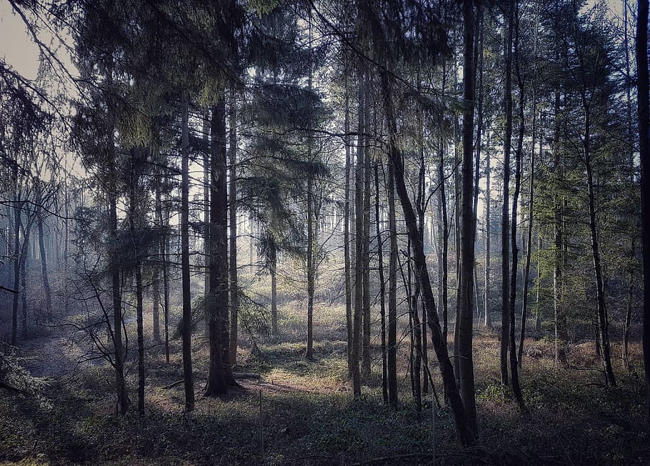 германия, овшлаг, nature, forest, trees, sun, HD wallpaper