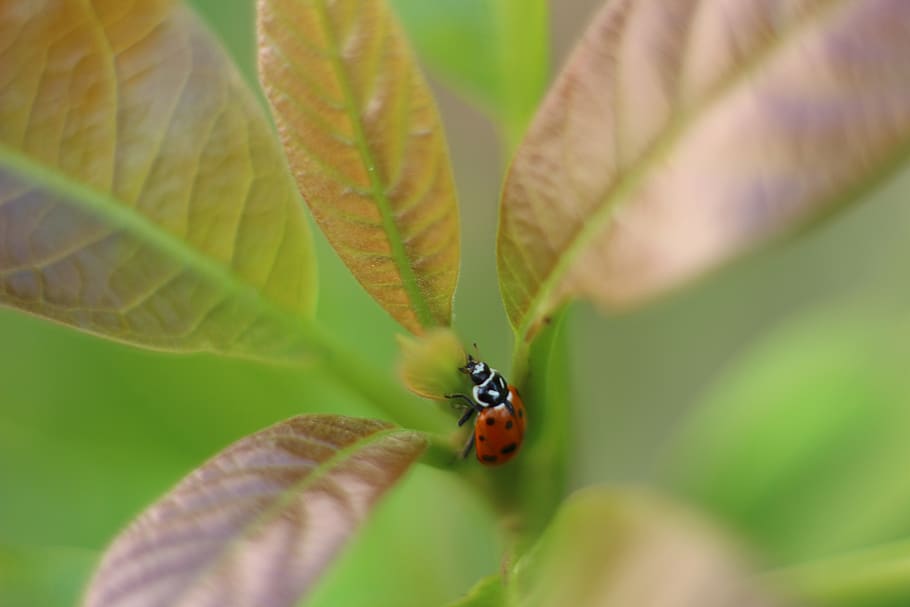 ladybug, insect, coccinellida, plant part, leaf, invertebrate HD wallpaper
