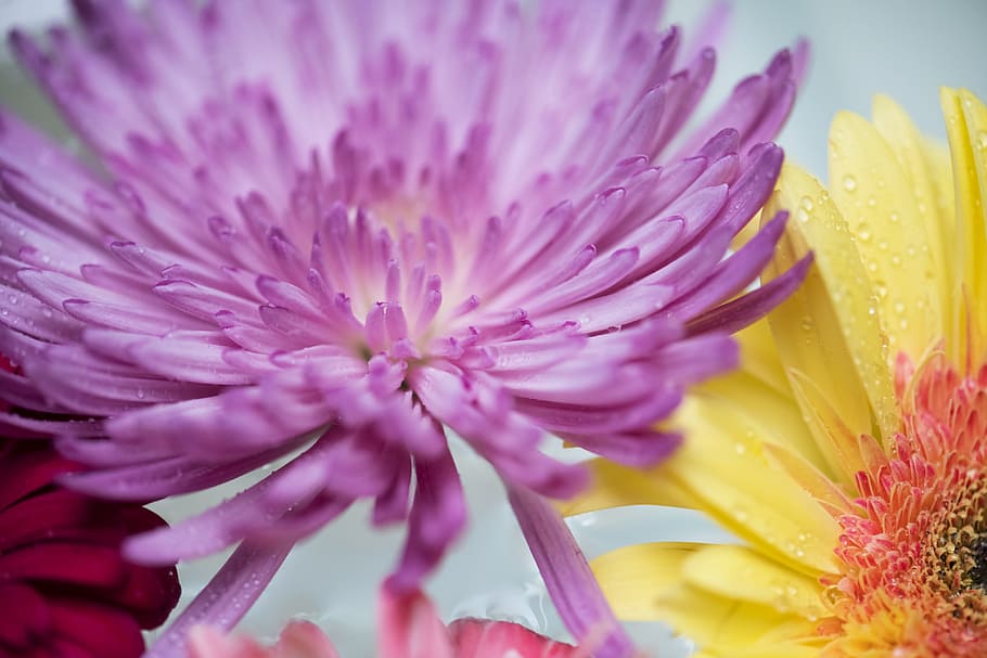 spring, surface, nature, bloom, purple, flower, texture, petal HD wallpaper