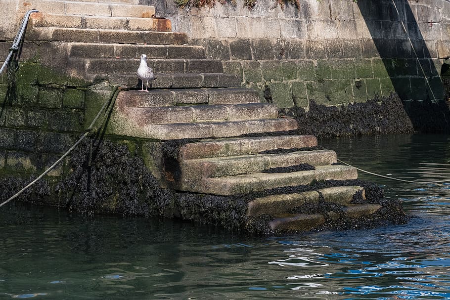 Step water. Ступеньки Гавани. Лестницы с водой бэкрумс. Лестница у Чайки. Скопление чаек на лестнице.