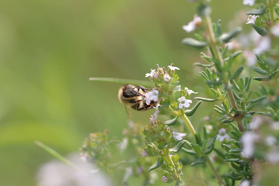 bee, flowers, macro, close up, honey bee, sprinkle, insect HD wallpaper