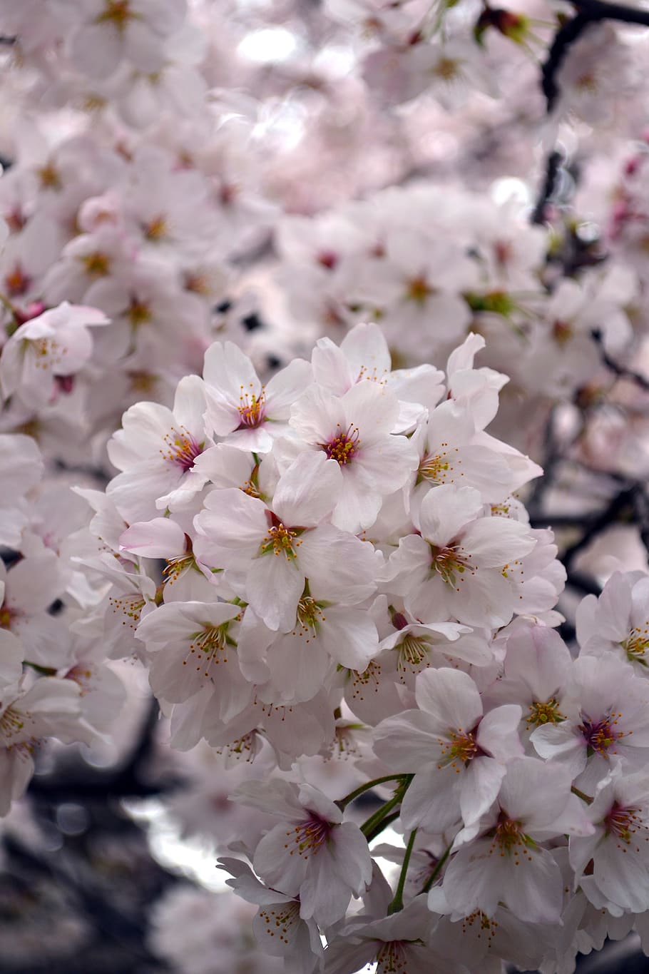 flower, sakura, japan, spring, pink, blossom, nature, flora HD wallpaper