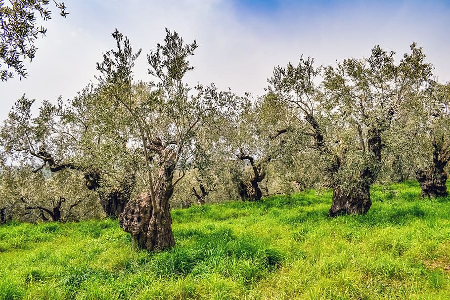 olive grove, olive tree, plantation, agriculture, green, mediterranean, HD wallpaper