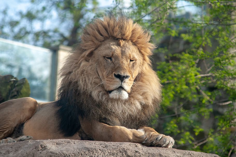 king, lions, zoo, wild, animal wildlife, animal themes, mammal HD wallpaper