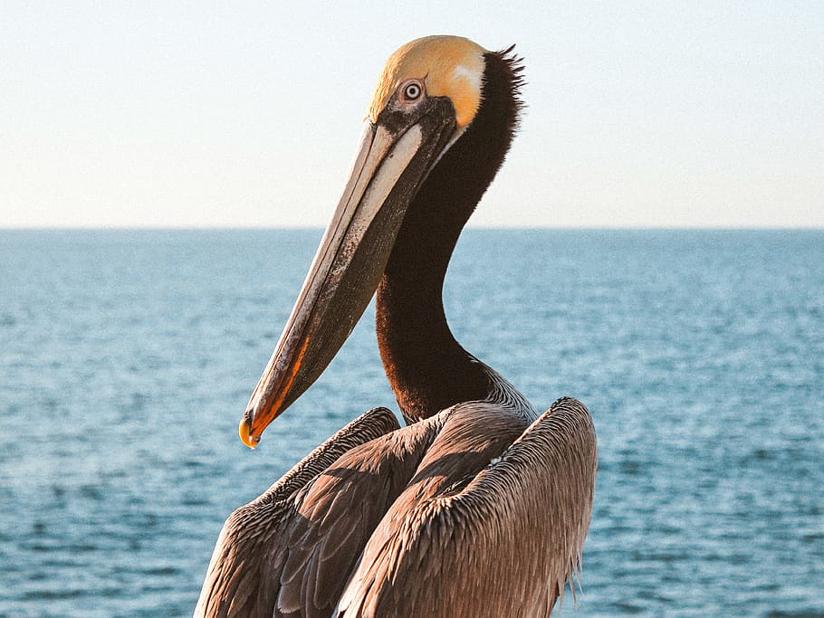 shallow focus photo of pelican, bird, ocean, sea, bokeh, blur HD wallpaper