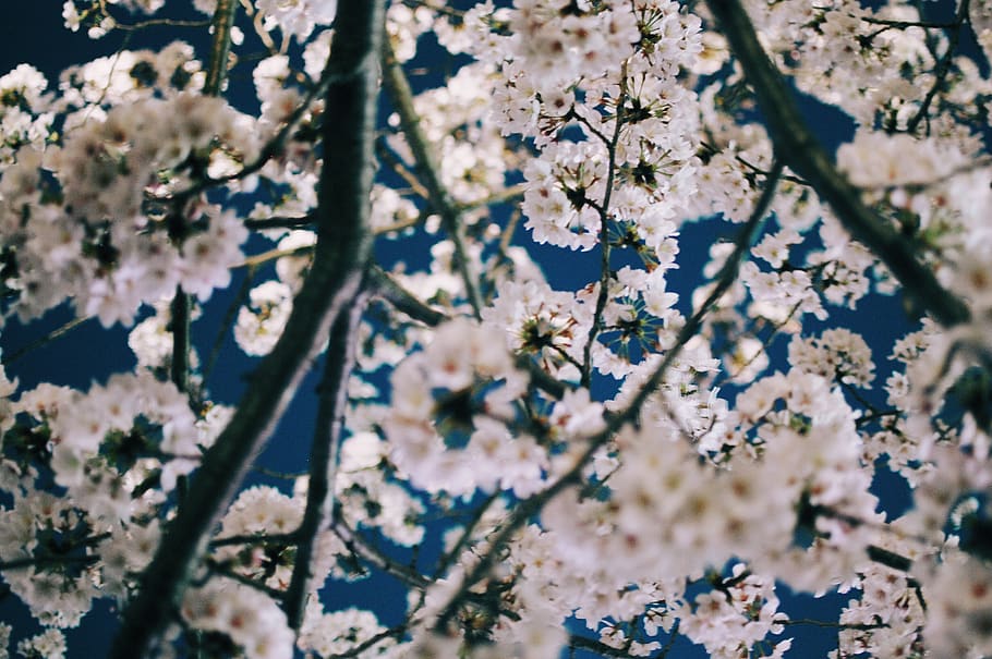 cherry blossoms, flowering plant, growth, beauty in nature HD wallpaper