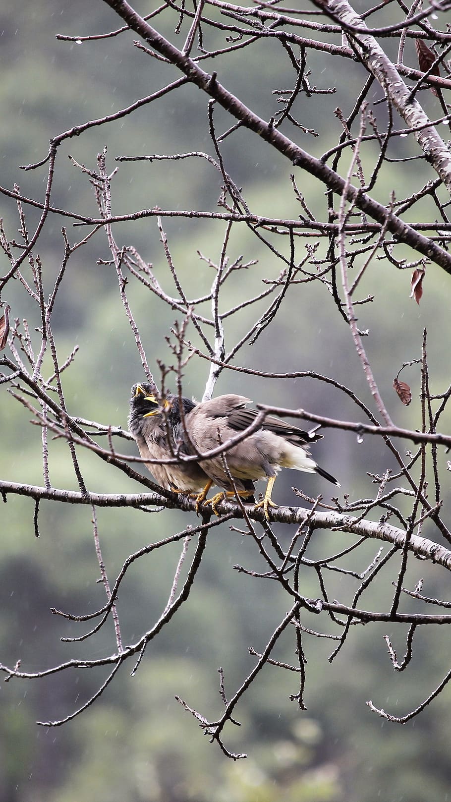birds, trees, branches, animal wildlife, animal themes, vertebrate HD wallpaper