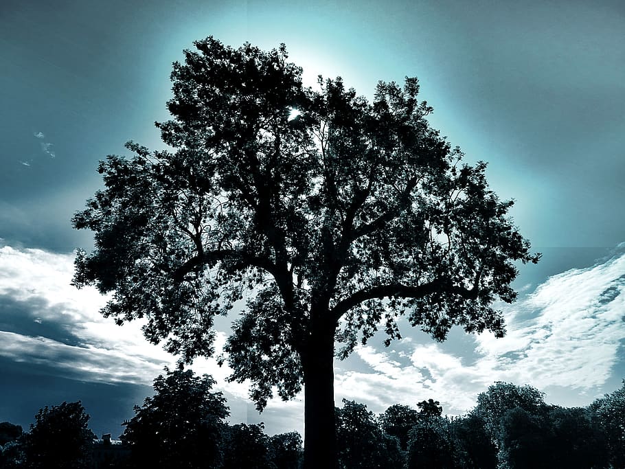 Silhouette Photography of Tree, branches, clouds, landscape, nature HD wallpaper