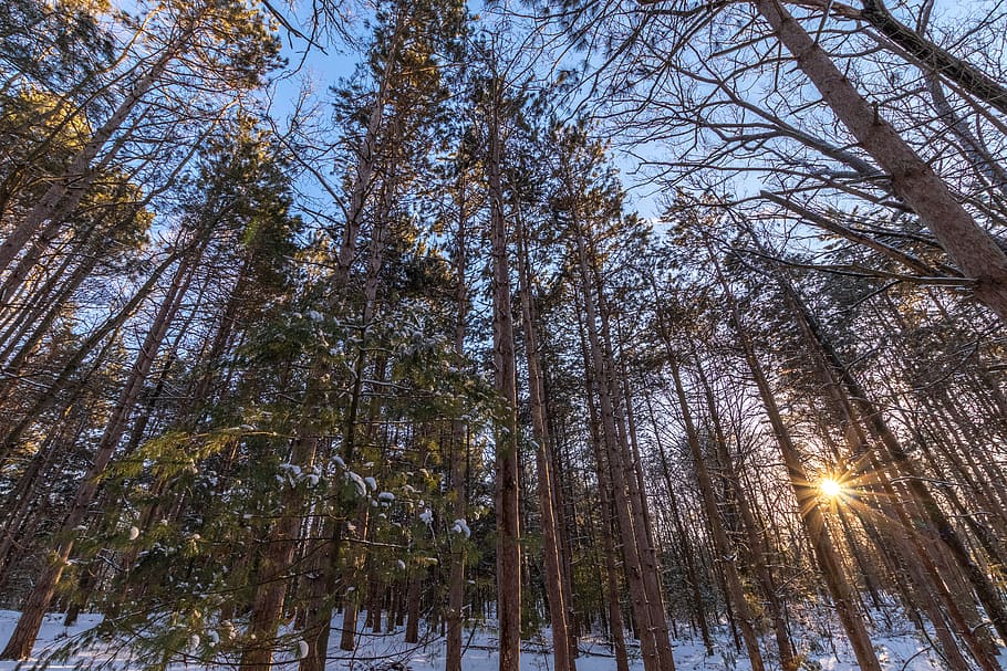 green trees covered with snow, light, flare, plant, sunlight HD wallpaper