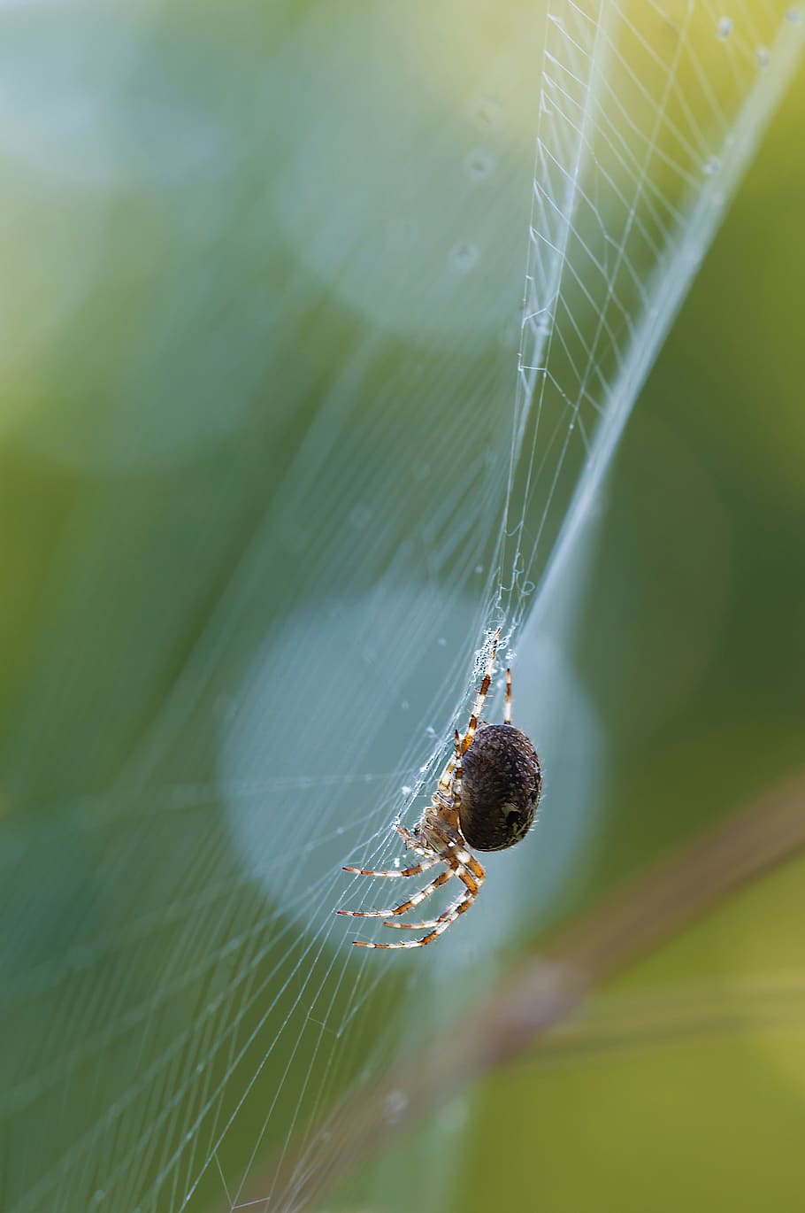 Black Spider, animal, arachnid, cobweb, macro, spiderweb, spider web HD wallpaper