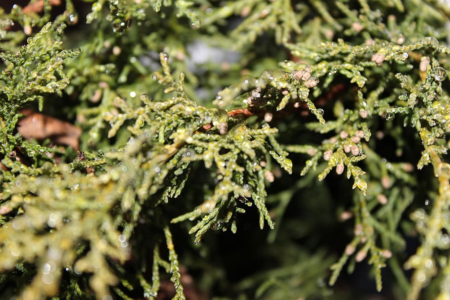 close up, tree, droplets, zoomed in, green, ceder, greenery HD wallpaper
