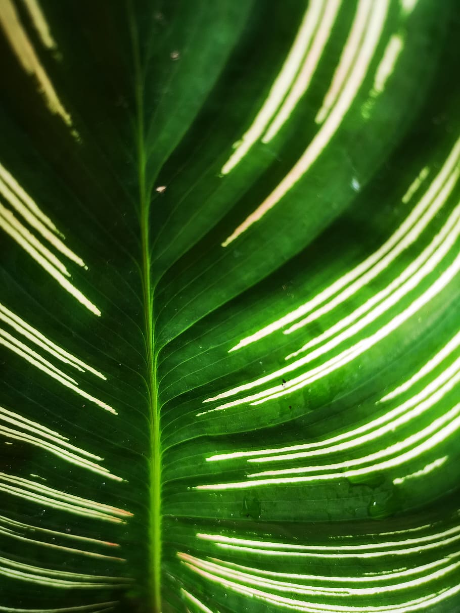 thailand, bangkok, green color, leaf, plant part, full frame HD wallpaper