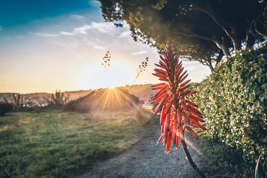 flower, sunset, sky, light, plant, atmosphere, peace, nature HD wallpaper