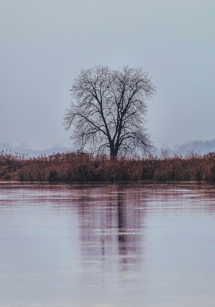 tree, loneliness, withered, landscape, cold, sadness, mood HD wallpaper