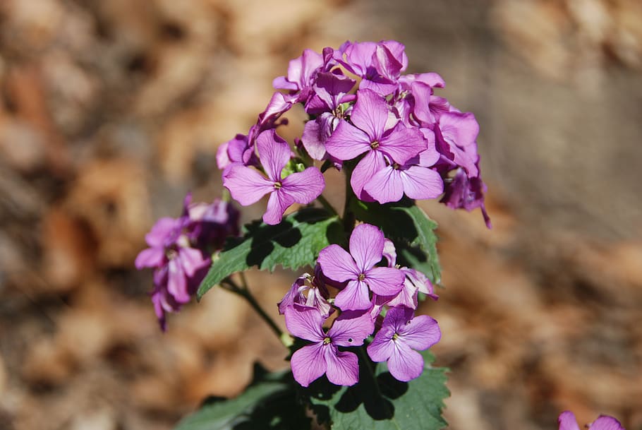 flower, nature, spring, flowers, flora, petals, beauty, flowering plant HD wallpaper