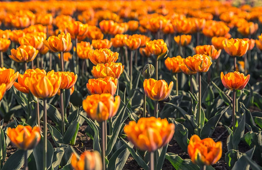 Field Of Orange Flowers Photo, Spring, flowering plant, freshness HD wallpaper