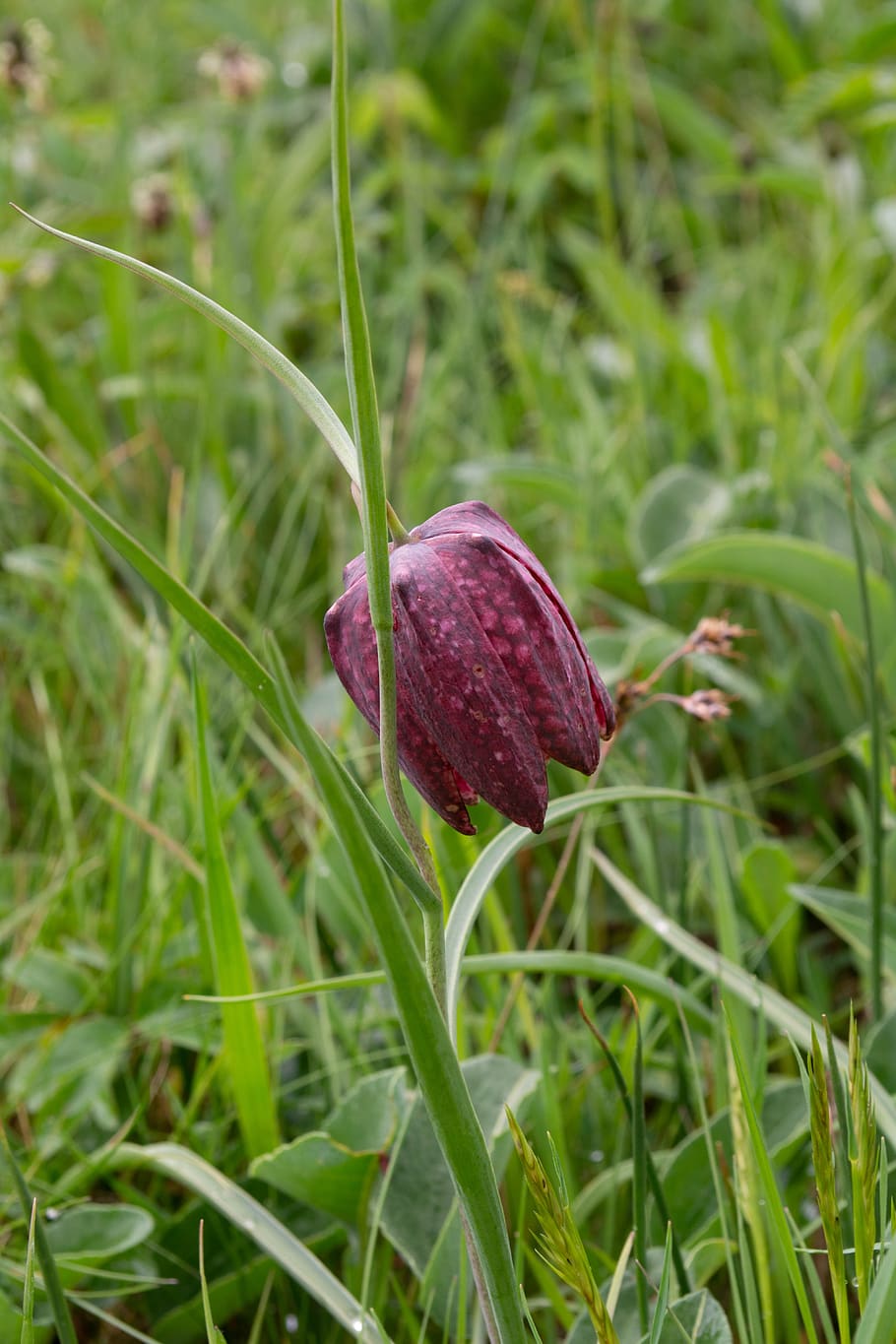 flower, grass, violet, plant, growth, beauty in nature, freshness HD wallpaper