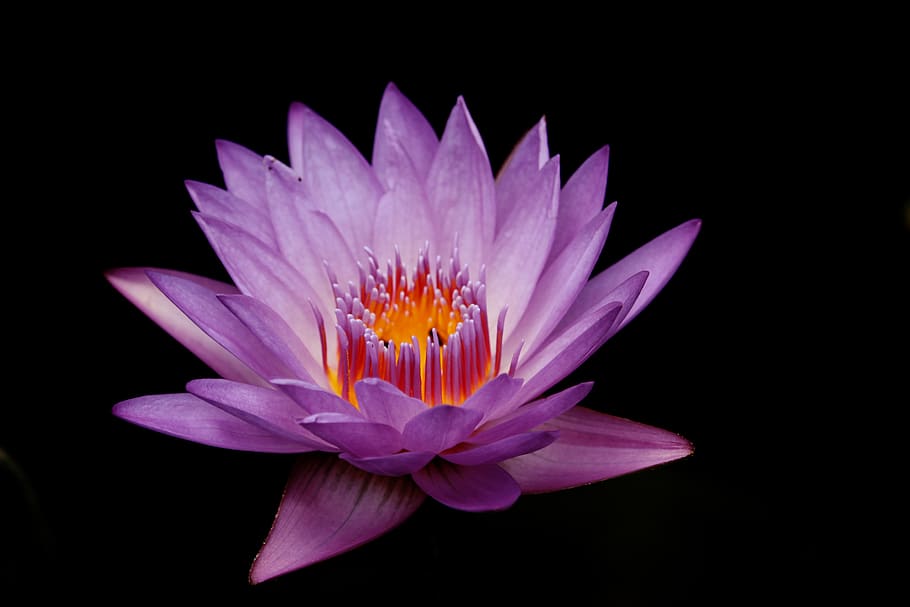 purple petaled flower, flowering plant, freshness, inflorescence HD wallpaper
