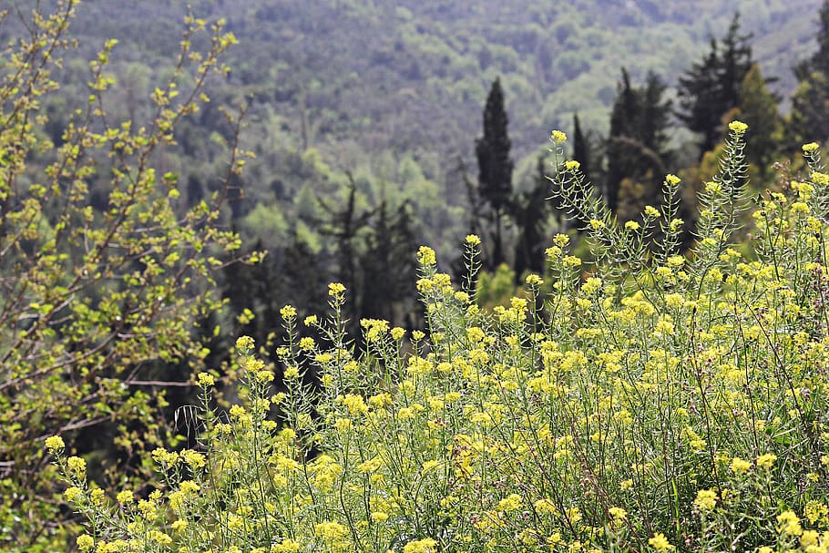 landscape, nature, flower, forest, rural, beautiful, trees HD wallpaper