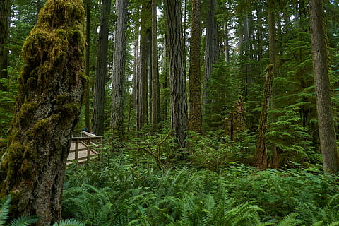 forest, rainforest, nature, environment, jungle, temperate rain forest HD wallpaper