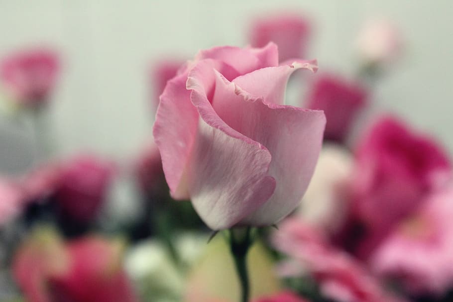 pink, rose, flower, flowering plant, freshness, vulnerability HD wallpaper