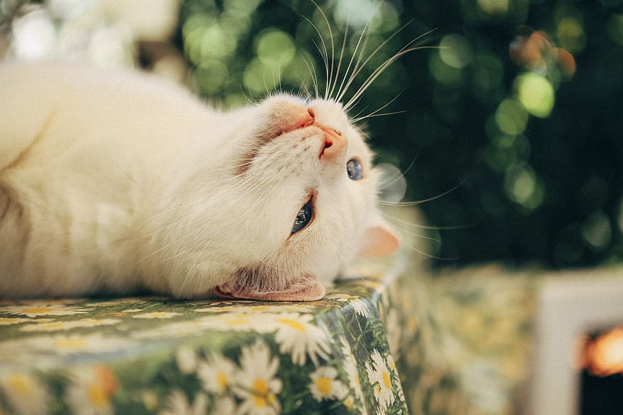 cat, cats, bokeh, white, green, light, portrait, ektar, canon HD wallpaper